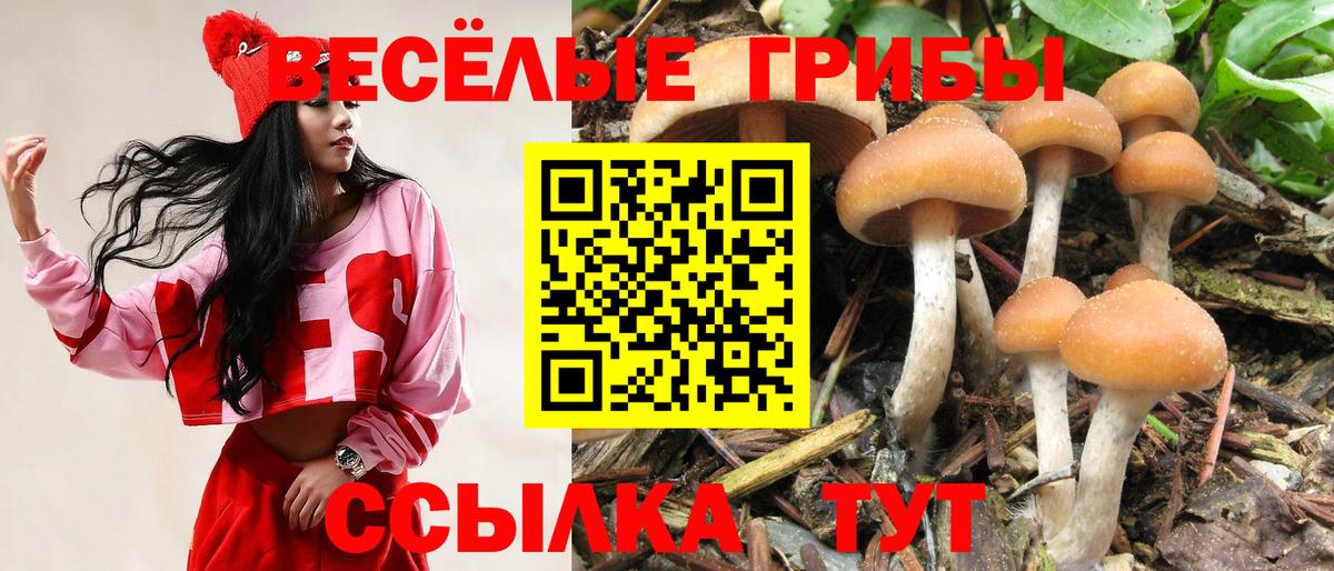 Галлюциногенные грибы мицелий  Псилоцибиновые грибы мицелий  Вход с VPN  магазин  наркотиков  Богородск 